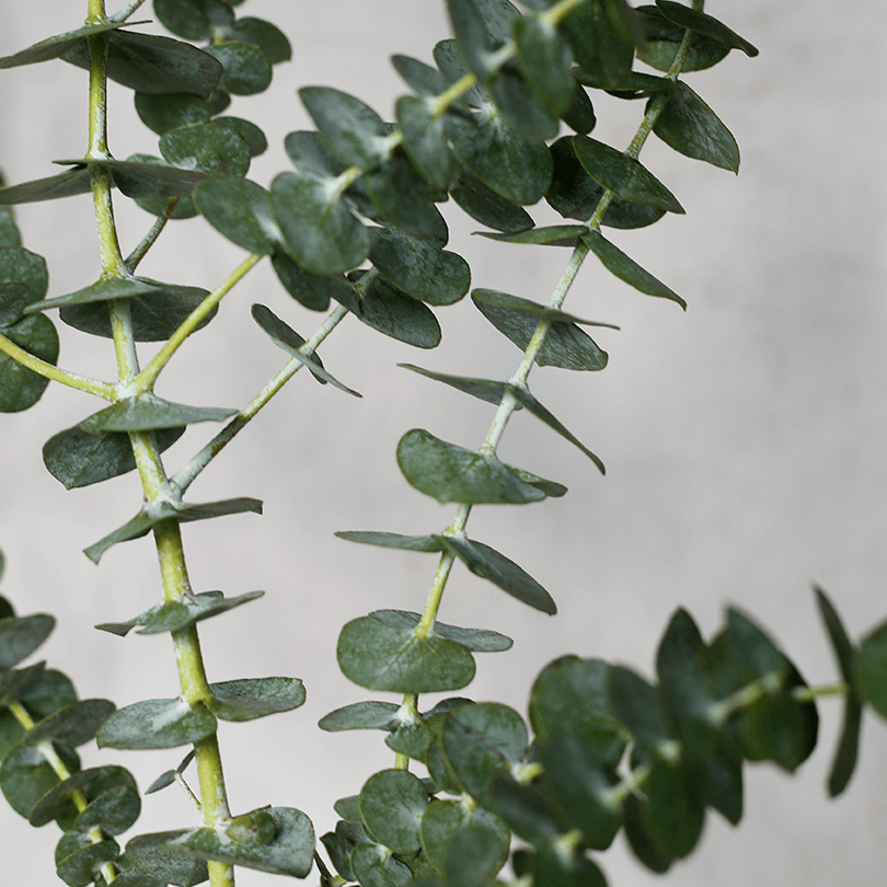 Pacific Air Scent Refill